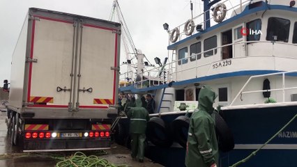 Batı Karadeniz'de istavrit bereketi