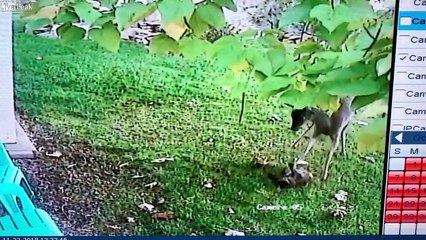 Un cerf attaque sauvagement et tue un chat de 16 ans