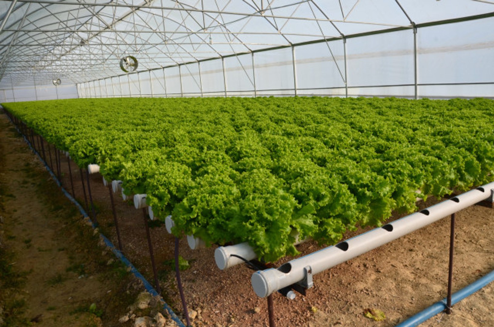 Uzatmak kalın daha fazla topraksız tarım marul - adnandemirturk.org