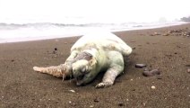 Ölü deniz kaplumbağası kıyıya vurdu - MERSİN