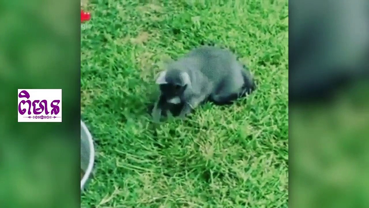 Best Cats Funny Videos Collections for Ever