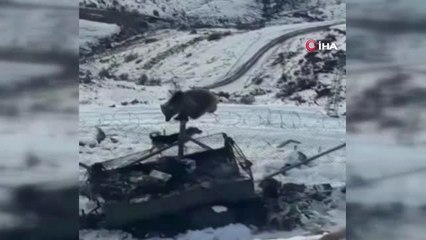 Kato Dağı'nda Aç Kalan Ayı Mehmetçiğe Sığındı