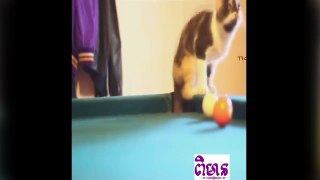 Best Amazing Cute Cute Cats Vidoes That Will Make You More Cats Lovers and laugh ever