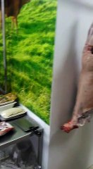 Despice de cordero/ Tutoriales de cordero /El taller del carnicero