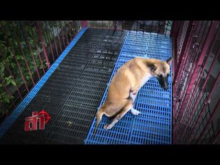 ล่า (ทรมานสัตว์) 35.1