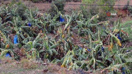 Anamur’da hortum muz seralarını yıktı