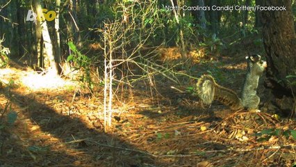 Squirrel Estimated To Be Over 2 Feet Tall Captured On Camera