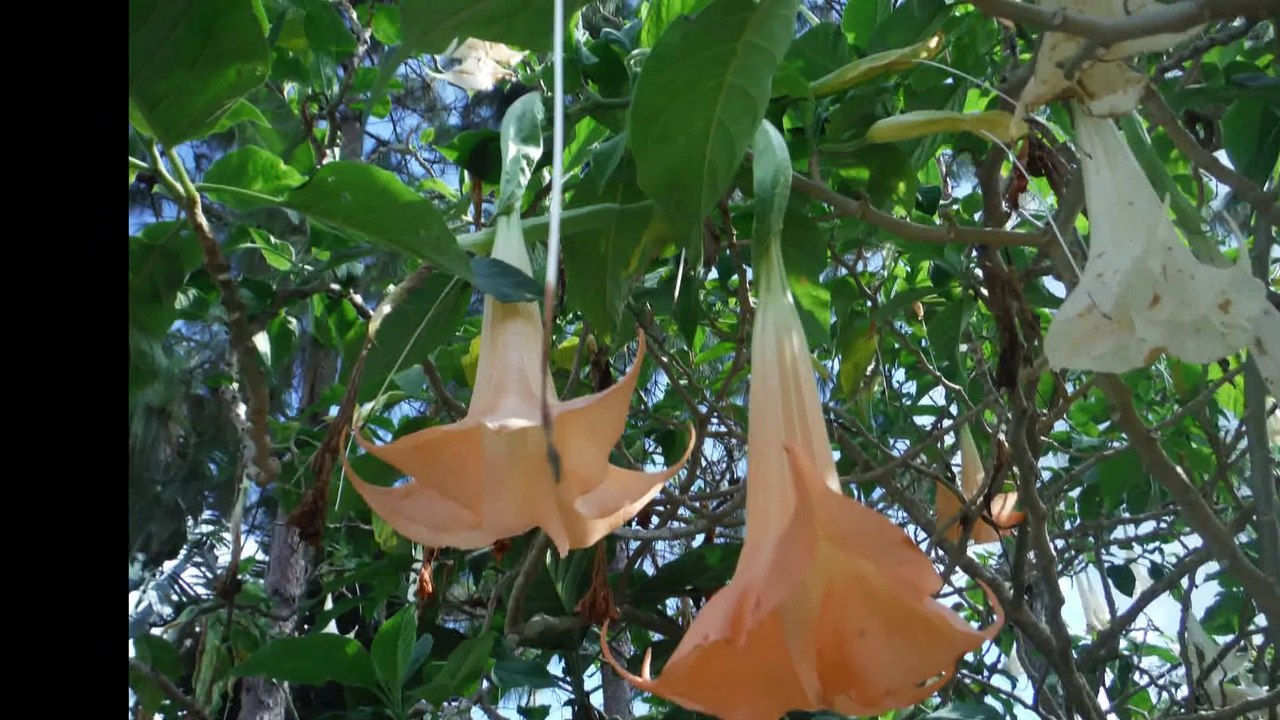 petchabun
