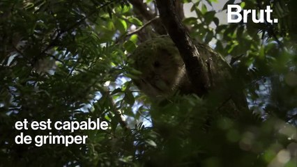 Le Kakapo, plus gros perroquet du monde, menacé d’extinction