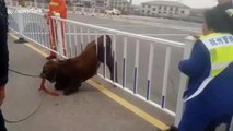 Scared calf gets stuck in railing on Chinese motorway
