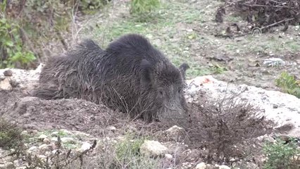 Yaralı Yabani Domuzu İtfaiye Kurtardı