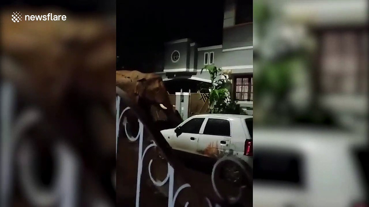 Night pests? This Indian city has elephants roo...