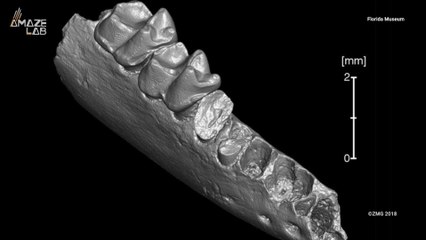 Some Tiny Teeth Hint That The First Primates May Have Come From North America
