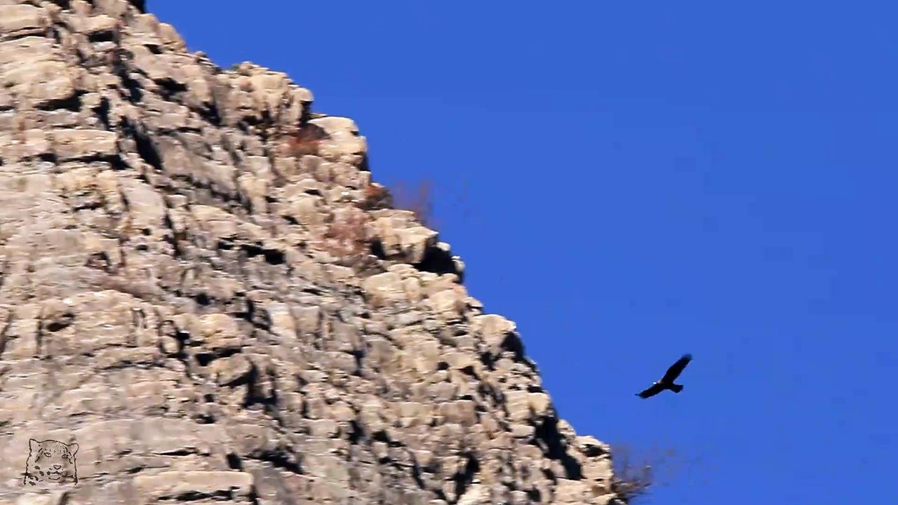 L'aigle glisse...