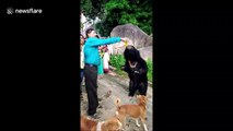 Wild bear loves to guzzle mango soft drink at Indian temple