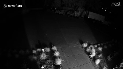 Wife scares off deer to protect husband’s new plants
