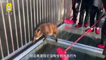 Pont en verre : ce cochon a plus peur que les touristes, il a le vertige !