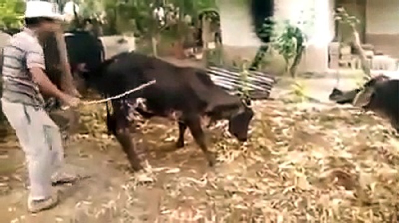 Karma : cette vache casse la jambe de son fermier !