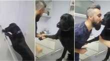 O cão mais tranquilo alguma vez visto num veterinário