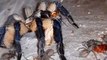 Cette araignée avec ses petits va vous terrifier... Mygale magnifique