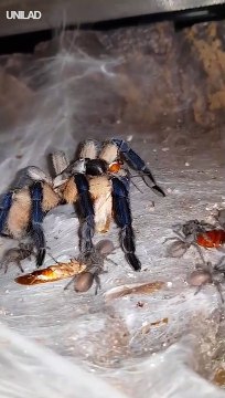Cette araignée avec ses petits va vous terrifier... Mygale magnifique