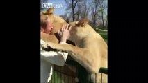 Retrouvailles émouvantes entre 2 lions et leur dresseur après 7 ans de séparation !