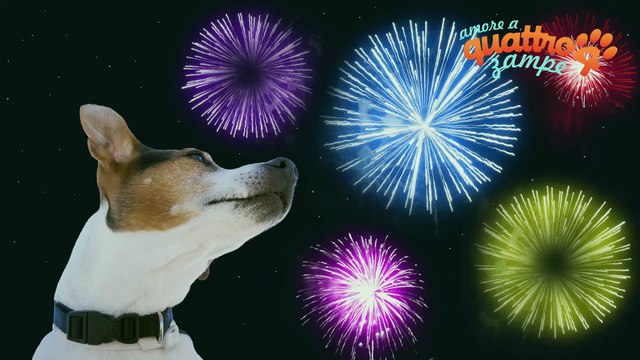 Botti di Capodanno : consigli per proteggere i cani
