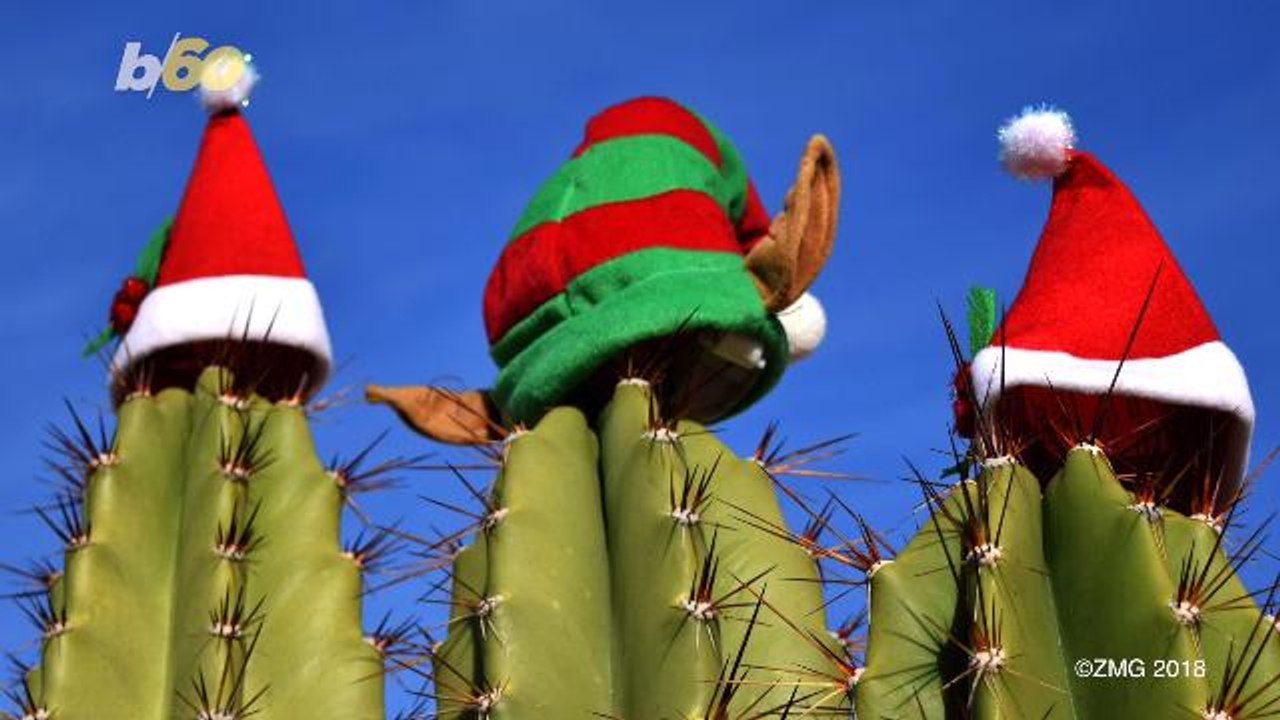 How to Make Sure Your Real Christmas Tree Survives Through the Holidays