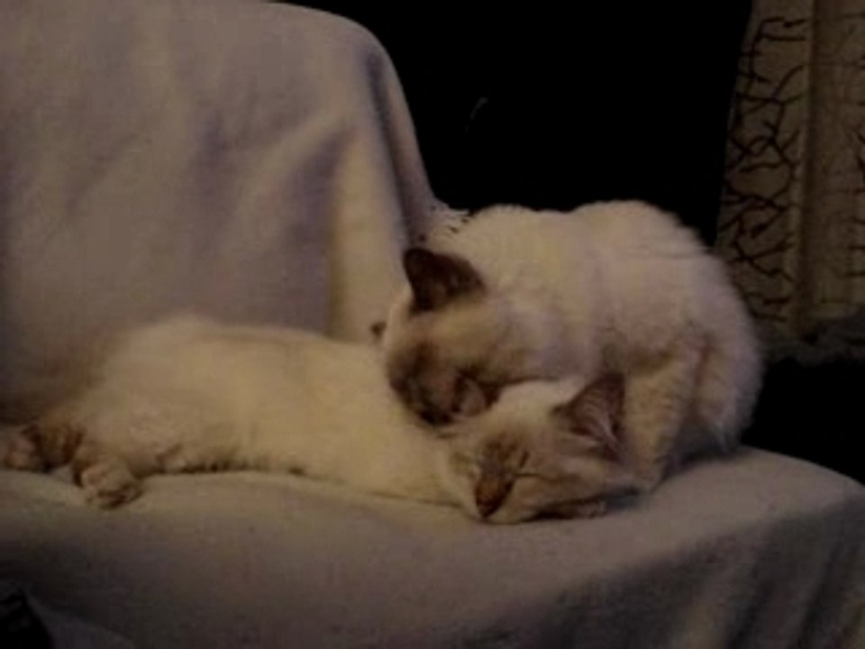 Les Ch'amoureux!