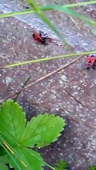 mondo animale EP 213