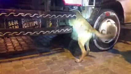 Van'da 39 Kilo 960 Gram Eroin Ele Geçirildi