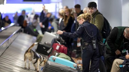 These good boys are protecting the US from the African Swine Flu #BeagleBrigade