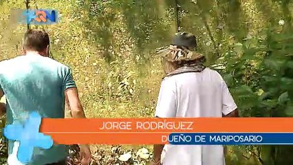 mqn-¡conozca-el-Reino-de-las-Mariposas!