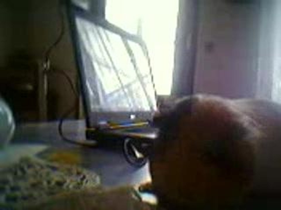 moi et mon cochon dinde