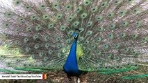 Peafowl Crests Pick Up On Frequencies Of Peacock Displays: Study