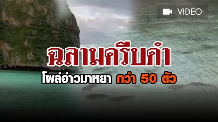 ฉลามครีบดำ โผล่อ่าวมาหยา กว่า 50 ตัว