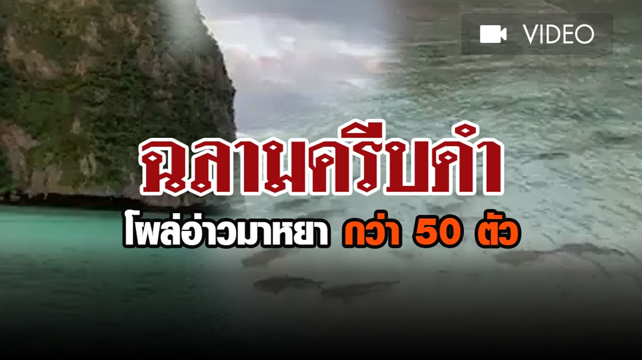 ฉลามครีบดำ โผล่อ่าวมาหยา กว่า 50 ตัว