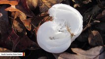 Ice Flowers Bloom In South Carolina