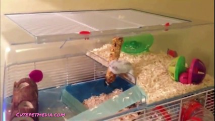 ANIMAL FAILS - PETS & CATS COMPILATION