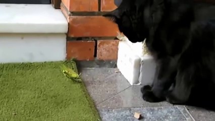 Animals Can Be Jerks Compilation