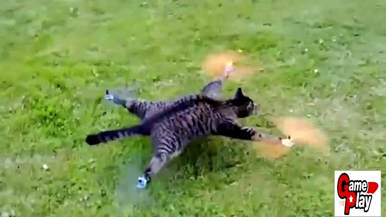 Funny Animal Fail Compilation