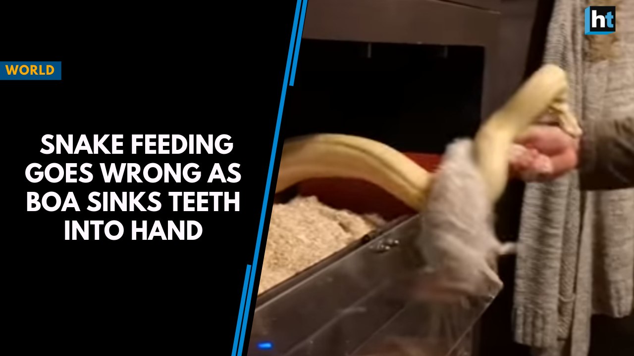 Snake feeding goes wrong as boa sinks teeth into hand