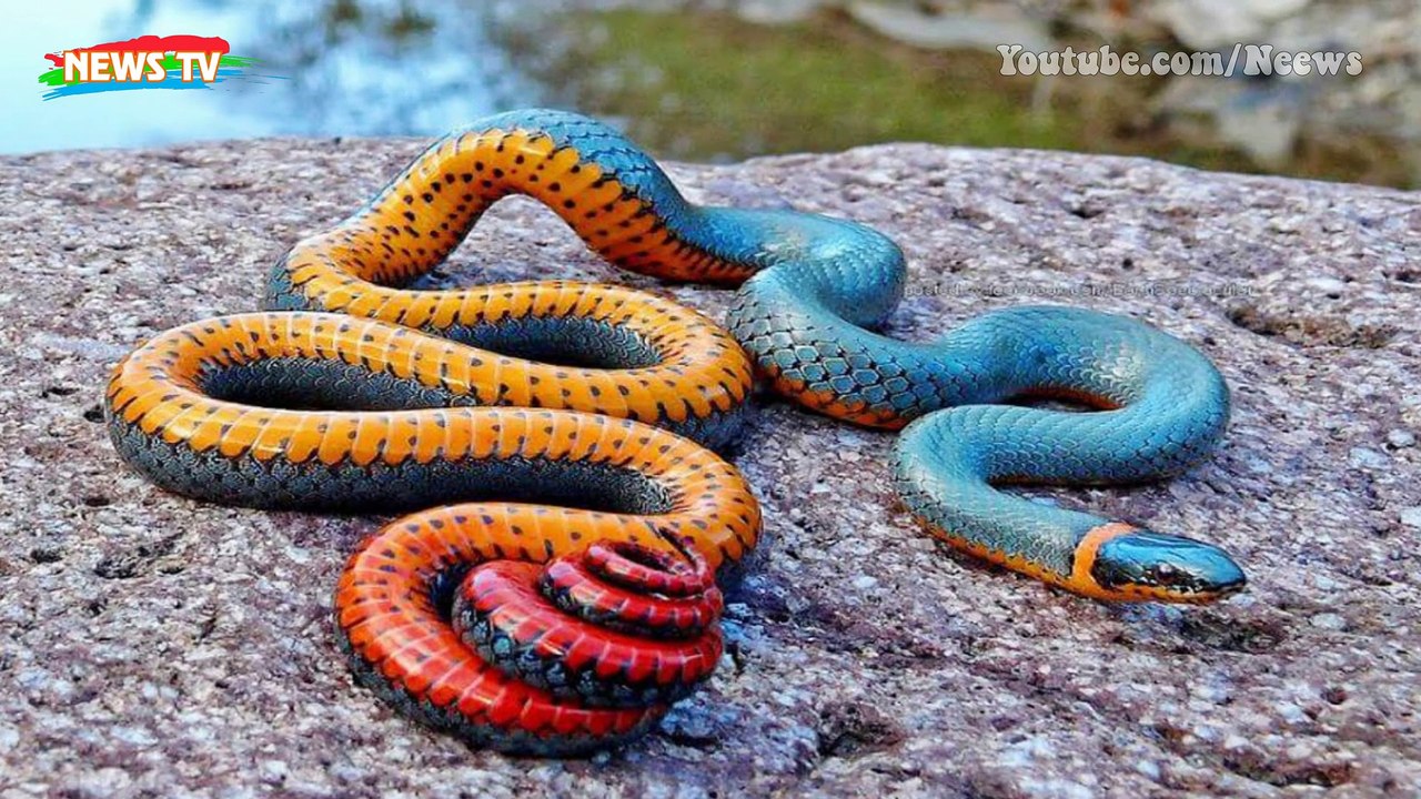 Cách phân biệt rắn độc và rắn không độc