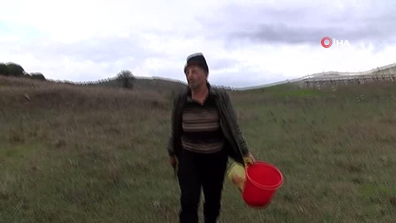 Yağan Yağmur Mantar Toplayıcılarını Sevindirdi