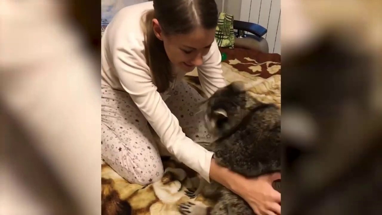 Pet Raccoon Enjoys Belly Rubs From Owner