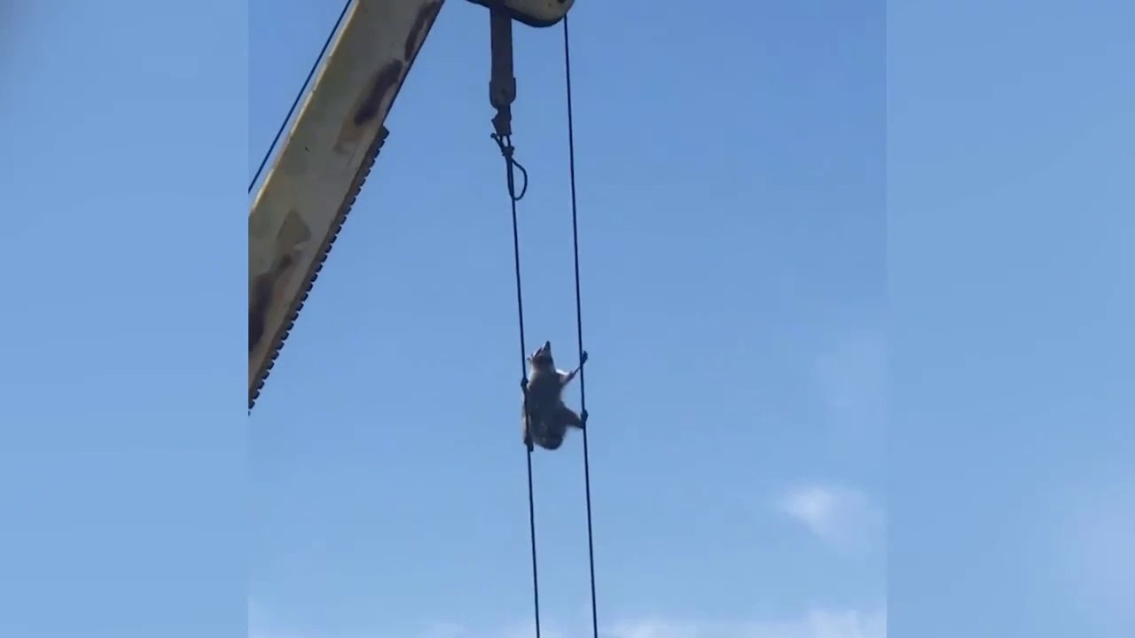 Raccoon Climbs Up And Slides Down Crane