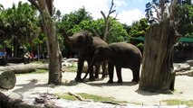 Elephant Feeding, Auckland Zoo