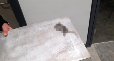 Üniversiteyi Fareler Bastı, Öğrenciler İsyan Etti