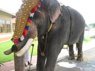 ആനകളുടെ സെൻസസ് എടുത്തു | #ElephantsInKerala | Oneindia Malayalam