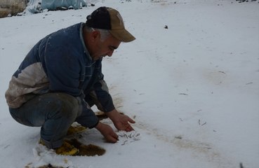 Beyaz Örtüyle Kaplanan Kars'ta Karların Üzerinden Yüzlerce Solucan Fışkırdı